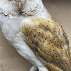 Taxidermy: Victorian cased Barn Owl (Tyto alba), full adult mount perched upon a tree stump amidst a natural setting, encased with an green single- glass display case, H46cm, L39cm, D17cm 