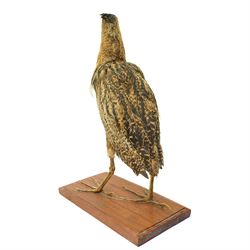 Taxidermy - Bittern (Botaurus stellaris), full adult mount upon wooden base, overall H55cm 