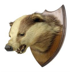 Taxidermy: European Badger Mask (Meles meles),  adult Badger mask looking straight ahead with mouth agape, upon an oak shield 