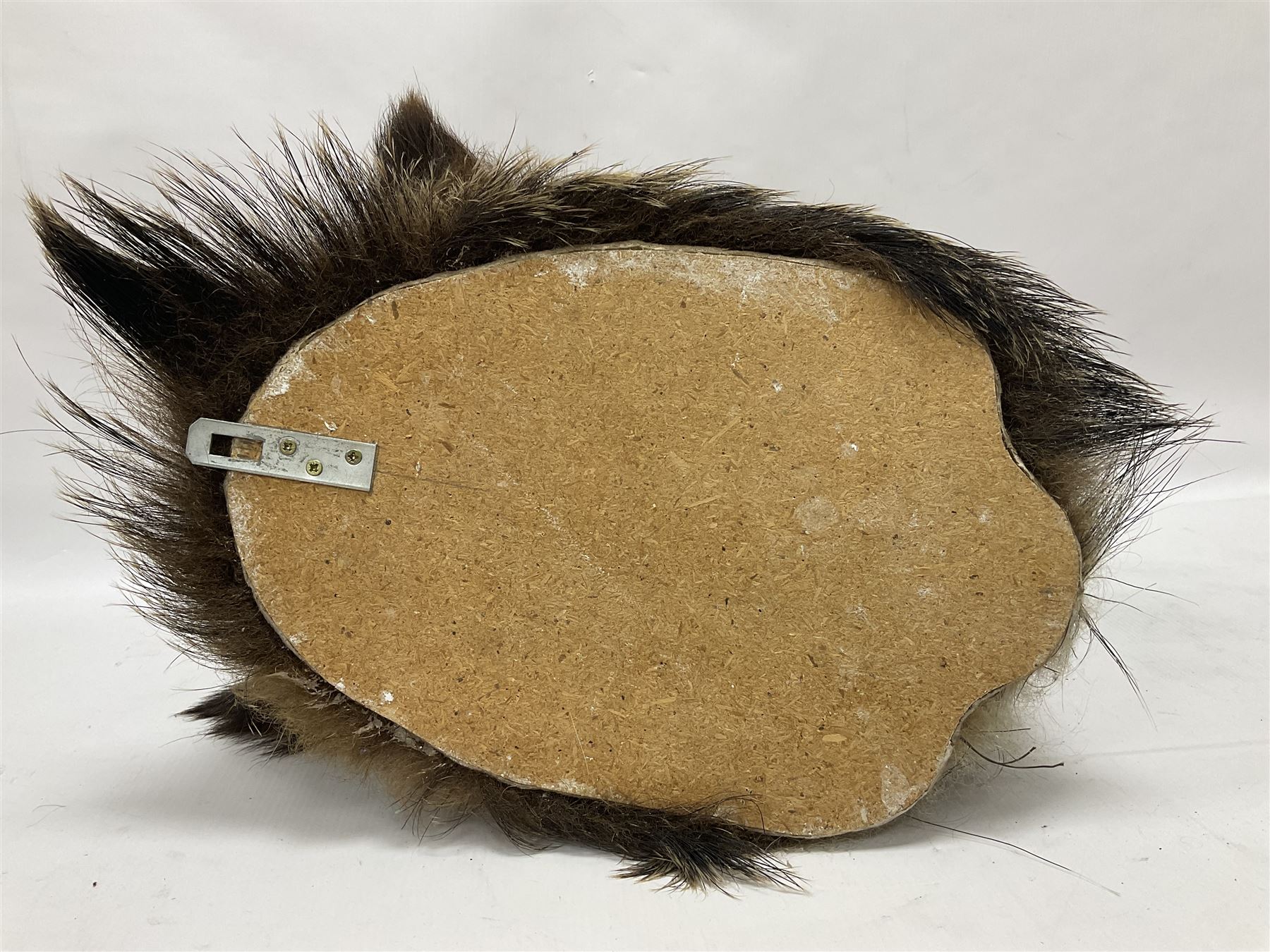 Taxidermy: European Wild Boar (Sus scrofa), adult male shoulder mount looking straight ahead