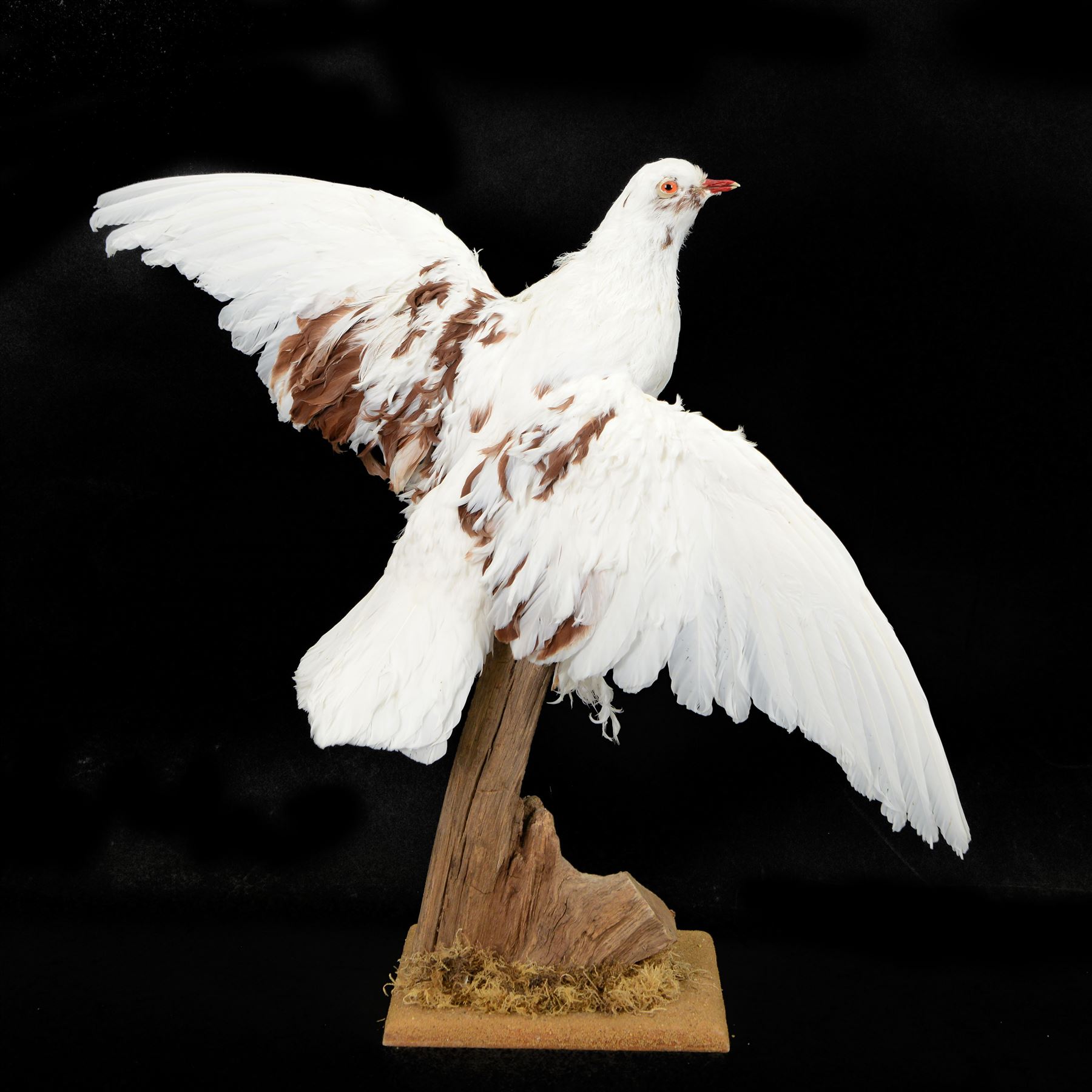 Taxidermy: Frillback Pigeon (Columba livia), full adult mount with wings outstretched, upon a dry tree stump, mounted upon moss covered base, sticker beneath Gilers Sim Collection ... 2017, H52cm