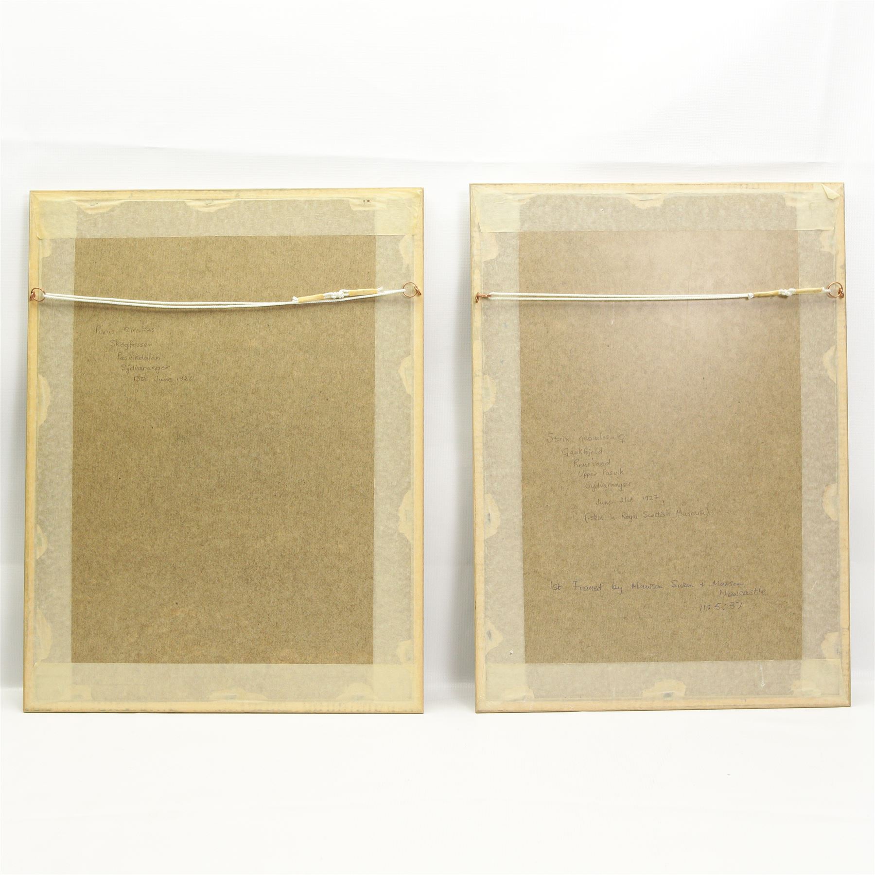 William Hutton Riddell (British 1880-1947): Owl with Mouse and Birds in a Birch Tree, pair watercolours and gouache signed  36cm x 22cm (2)