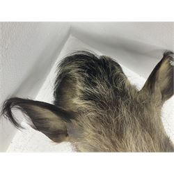 Taxidermy: African bushpig (Potamochoerus larvatus), male shoulder mount looking straight ahead, with mouth agape,  D55cm