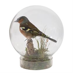 Taxidermy; Chaffinch (Eurasian chaffinch), full adult mount perched upon a branch, with a ...