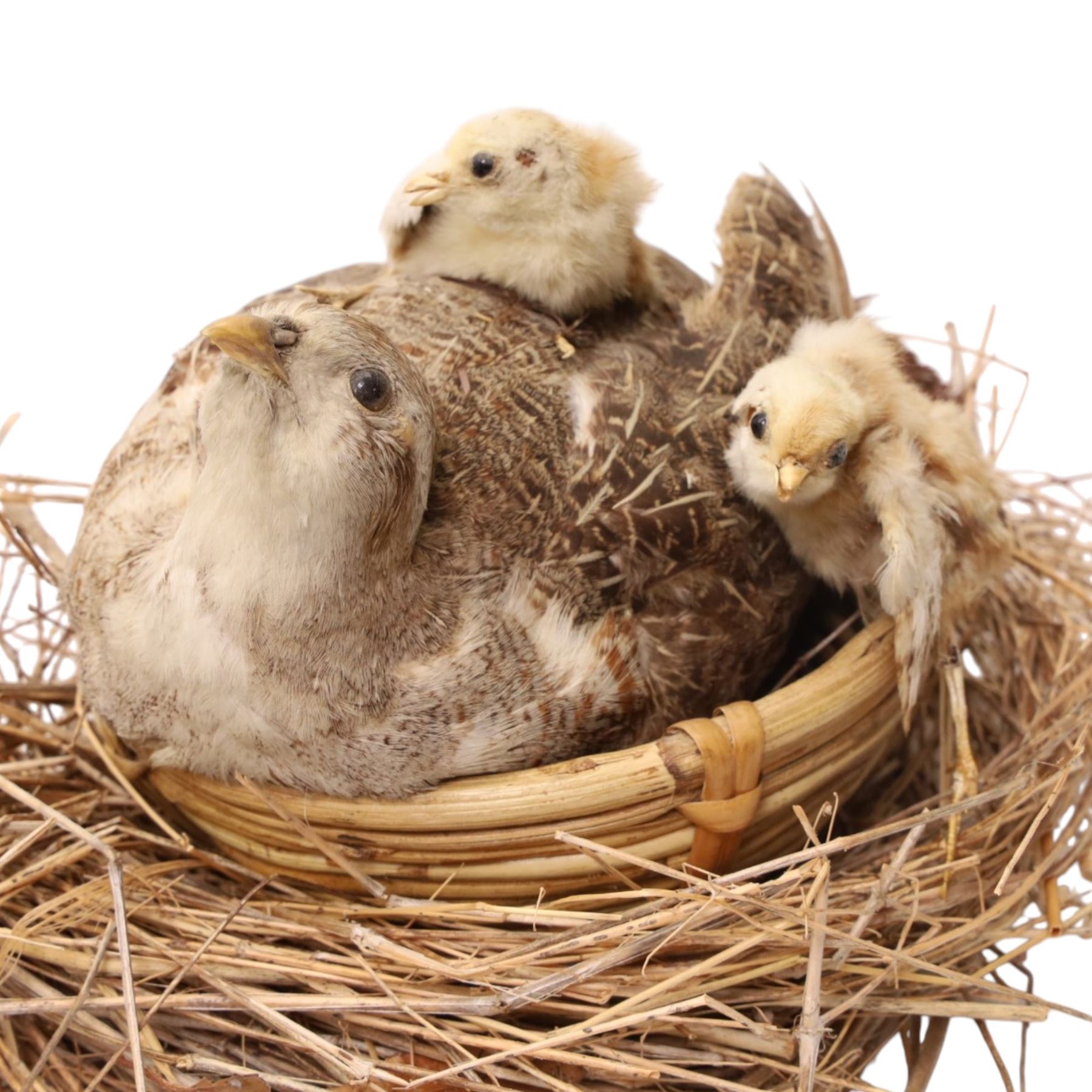 Taxidermy - Mallards, partridge with chicks and one other, all in need of repair 