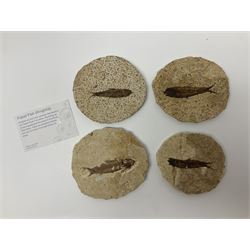 Four fossilised fish (Knightia alta) each in an individual matrix; age; Eocene period, location; Green River Formation, Wyoming, USA, largest matrix H8cm, L10cm
