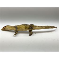 Taxidermy: Spectacled Caiman (Caiman crocodilus), H16cm, L64cm.
