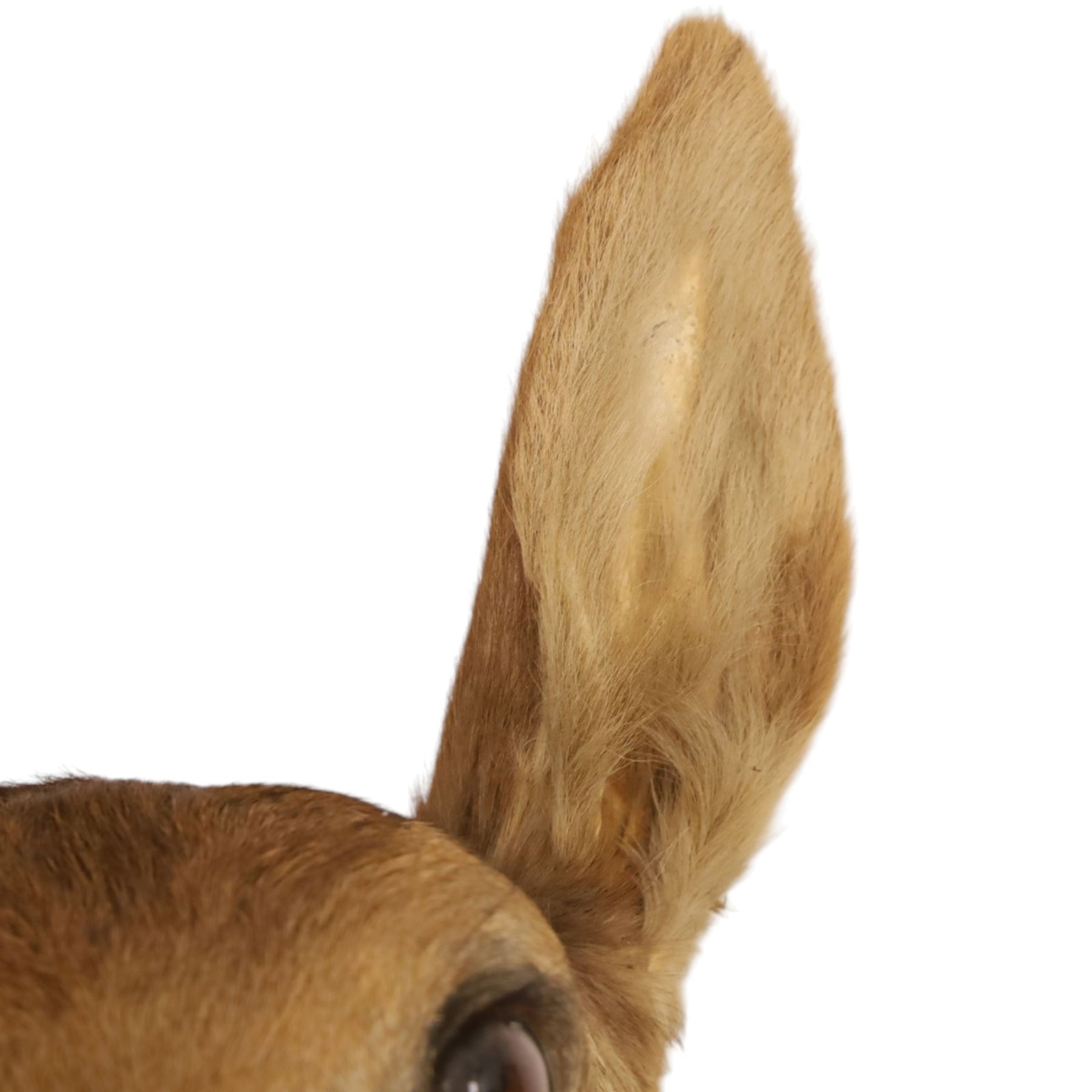 Taxidermy - Red Deer (Cervus elaphus), adult doe head mount facing forwards, on wooden shield, H77cm