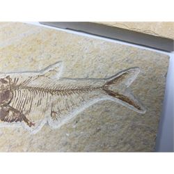 Two fossilised fish (Knightia alta) each in an individual matrix, age; Eocene period, location; Green River Formation, Wyoming, USA, largest matrix H8cm, L16cm