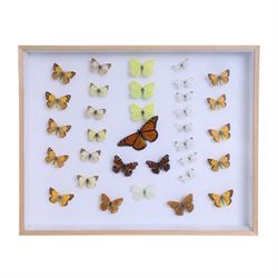 Entomology: single glazed display of thirty three butterfly specimens, including Danaus pl...