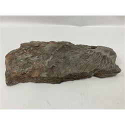 Crinoid sea bed plaque, with partial Scyphocrinites crinoid specimen, age; Silurian period, location; Morocco, L32cm L17cm 