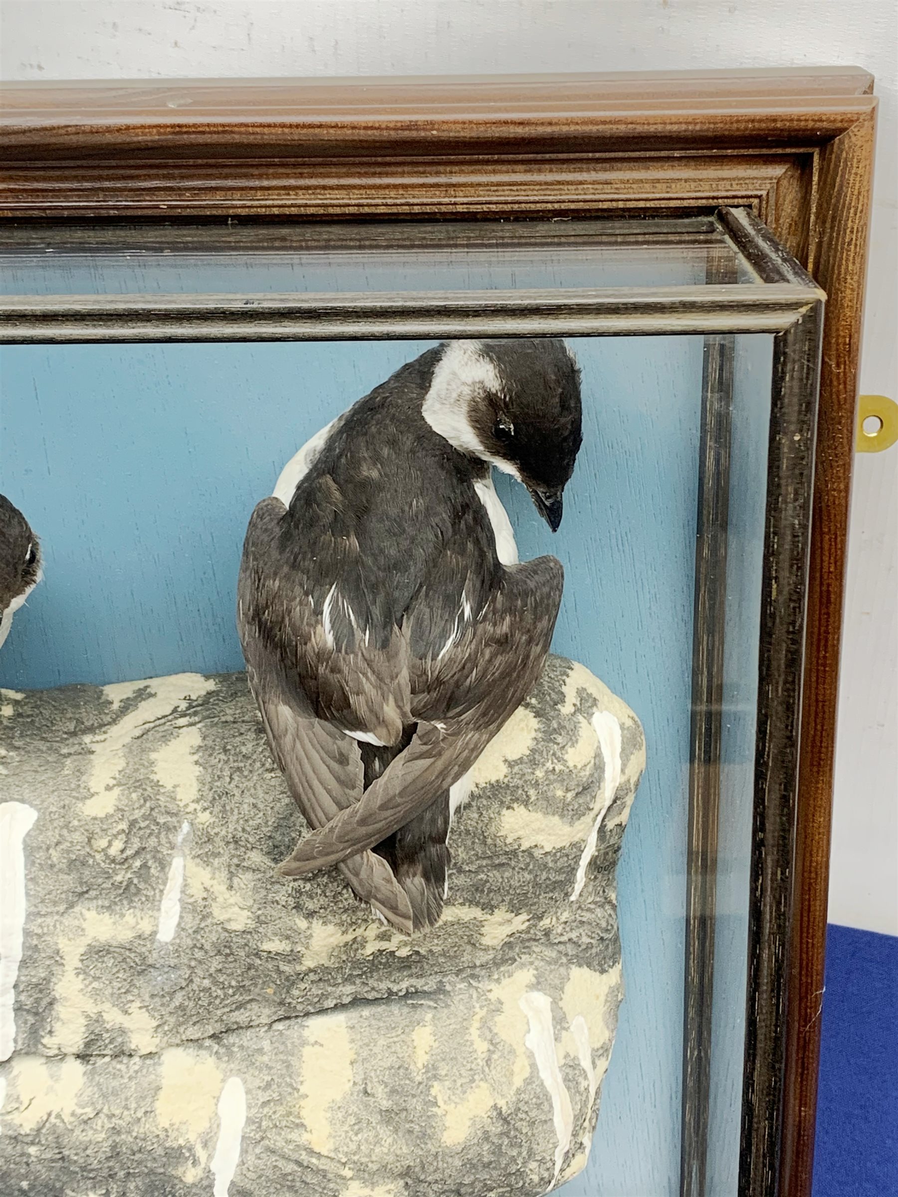 Taxidermy: 20th century cased pair of Little Auks (Alle alle), full mounts standing upon a simulated rocky ledge, set against a light blue painted backdrop, encased within a five pane display case with frame mount, with taxidermy paper label verso detailed David Astley Taxidermist, H38cm L40cm D12.5cm 