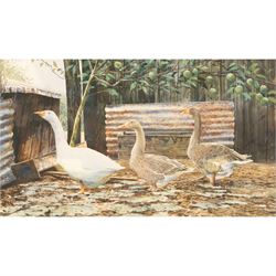 Richard Bolton (British 1950-): Geese in a Row, watercolour signed and dated '90, 24cm x 41cm 
