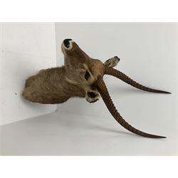 Taxidermy: East African Ellipsen Waterbuck (Kobus ellipsiprymnus), adult male shoulder mount looking straight ahead, approximately H120cm