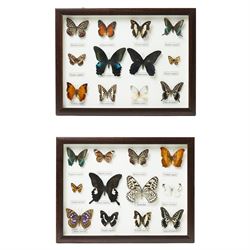Entomology - Collection of butterfly specimens, presented in two cases, 33cm x 42cm 
