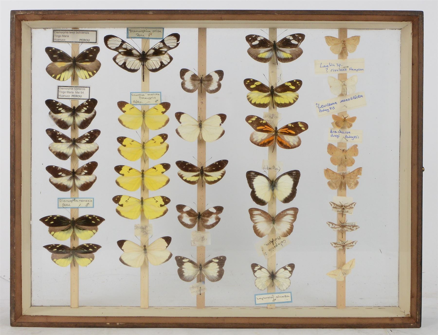 Entomology; British Natural History Museum wartime cabinets with eight double glazed draws with over two hundred butterfly specimens, including Lycaenidae, Dismorphia, Satyridae, Nymphalidae etc, The cabinets were used to house the entire collection of insects from the British Natural History Museum, which in turn were removed from the Museum to a safe place away from the London Blitz during World War Two, there were eight draws to each cabinet which had handles on the top for ease of lifting and transportation.They have adjustable corked wood slats so as to accommodate various size insects (Wing Spans etc), whilst keeping them in neat rows 