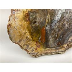 Polished petrified wood specimen, sliced in cross-section and polished to one side to reveal an array of colours, some growth rings still visible, texture to edges, H22cm, L26cm