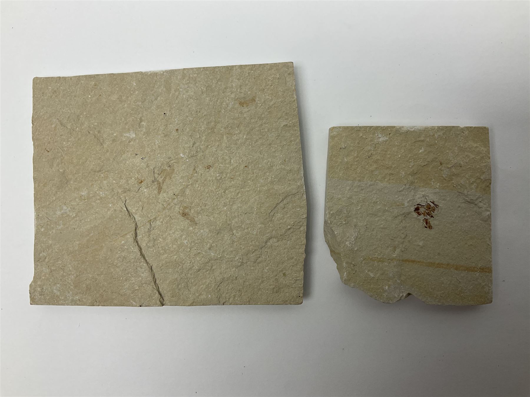 Two fossilised shrimp (Aeger tipularius) each in an individual matrix, age; Cretaceous period, location; Carpopenaeus callirostris Hjoula, Lebanon, largest matrix H9cm, L10cm