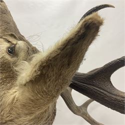 Taxidermy: Red Deer (Cervus elaphus), adult male imperial stag shoulder mount looking straight ahead, ten point antlers, mounted upon a shaped wooden shield, D65cm