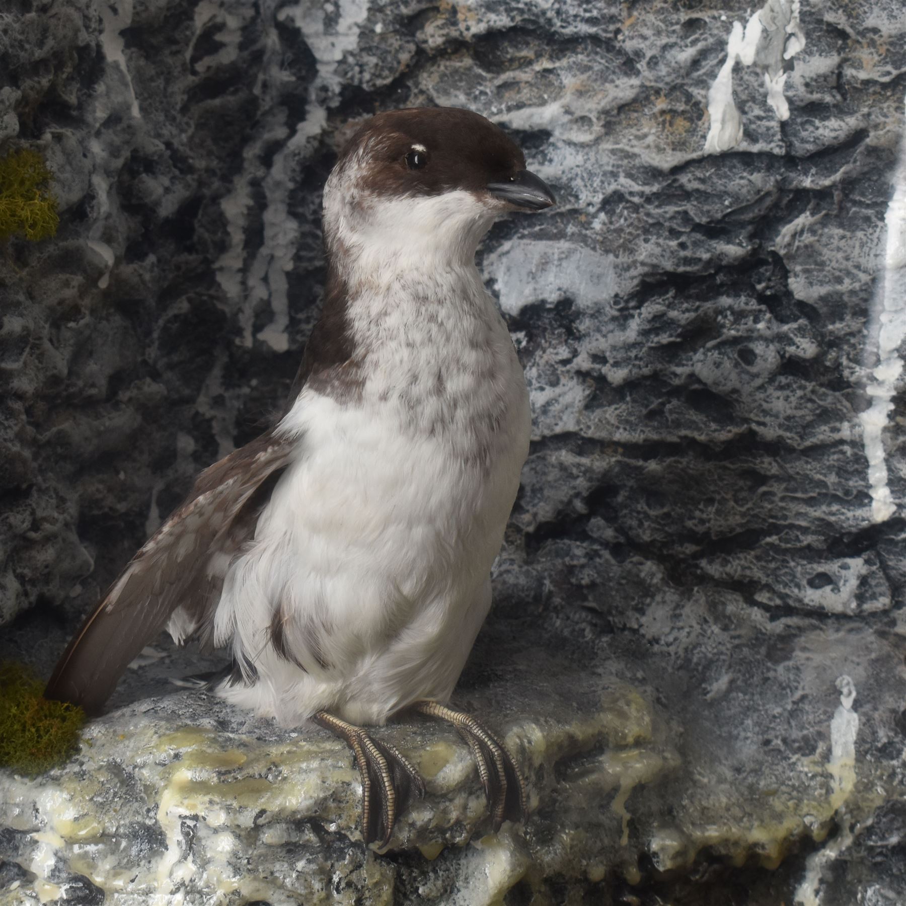 Taxidermy: Cased Little Auk (Alle alle), immature full mount, stood upon a painted faux rock ledge,the backdrop as a cliff with moss, enclosed within a ebonised angled four-glass display case, H32cm