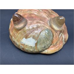Conchology: selection of shells, including gold pearl oyster shell, mother of pearl turbo marmaratus shell, Cypraecassis Rufa red helmet shell, Mitre shell, Paua shell and others, largest D19cm