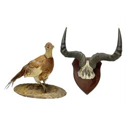Taxidermy; Ring-necked Pheasant (Phasianus colchicus), adult female mount on open display, together with Pair of Hartebeest (Alcelaphus buselaphus) horns with upper skull, mounter upon a wooden shield, pheasant H40cm 