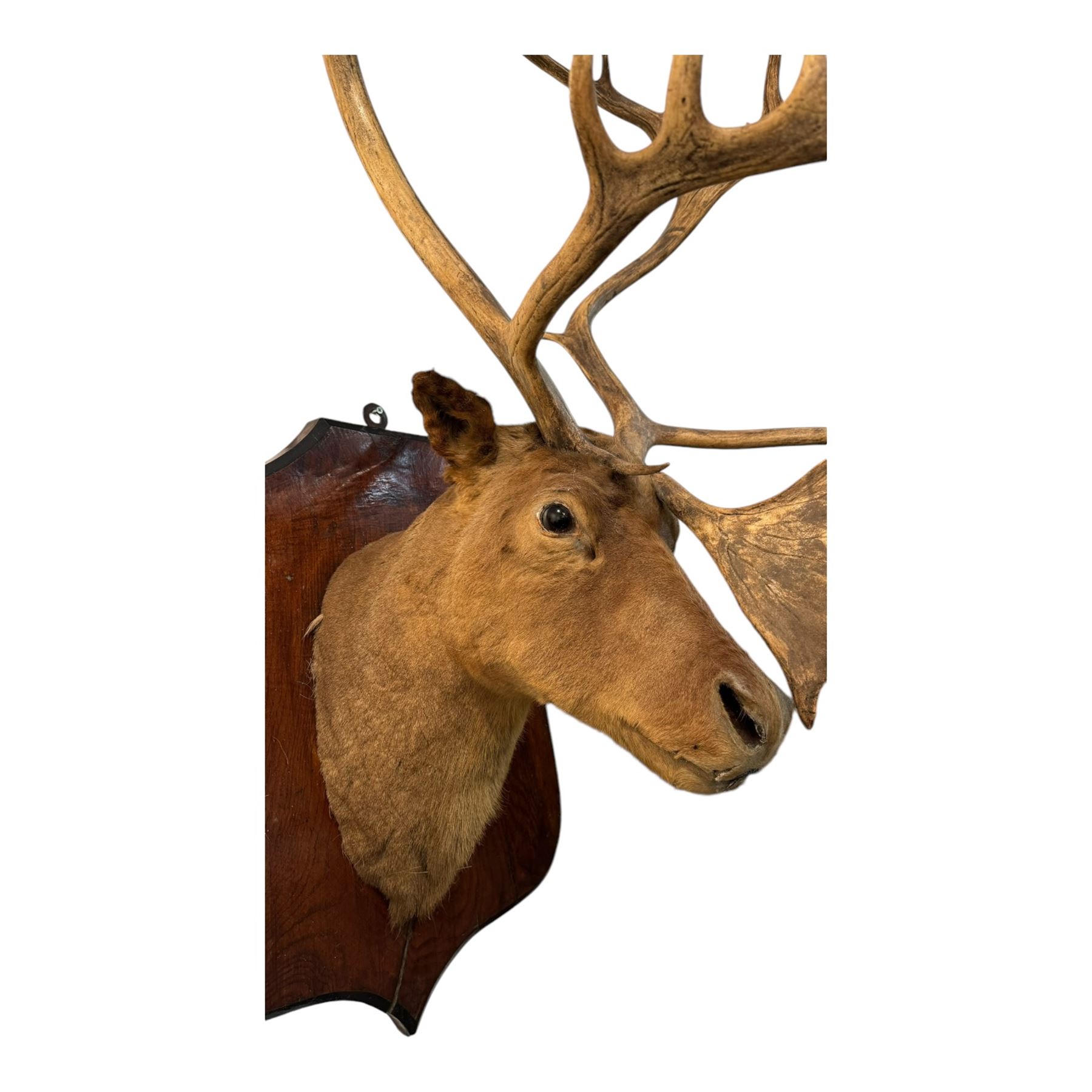Taxidermy: Elk (Cervus Canadensis) shoulder mount looking straight ahead including an abnormal antler growth, upon a wooden shield, D60cm