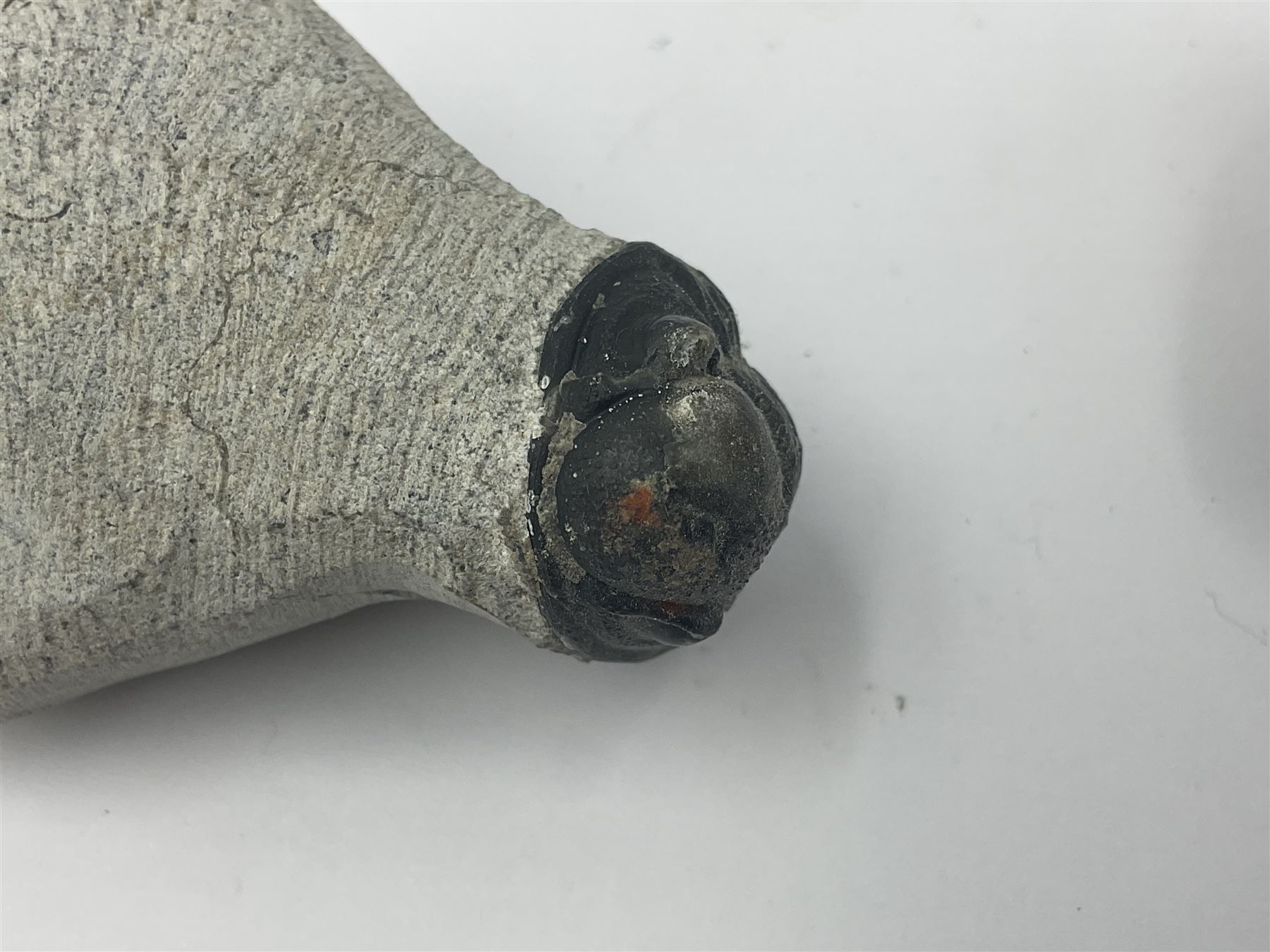 Dragonfly larvae (Libellula doris), together with four Mosasaur teeth, four trilobites (Crotalocephalina gibba) and one other tooth