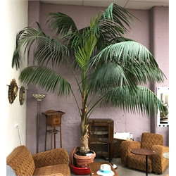 Large palm tree in terracotta pot, approx H400cm