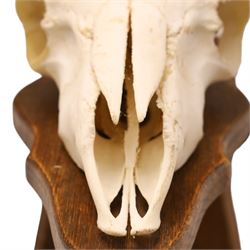 Antlers/Horns - European Mouflon (Ovis aries musimon), set of adult Mouflon ram horns on upper skull, mounted upon a pedestal wall shield, D38cm 