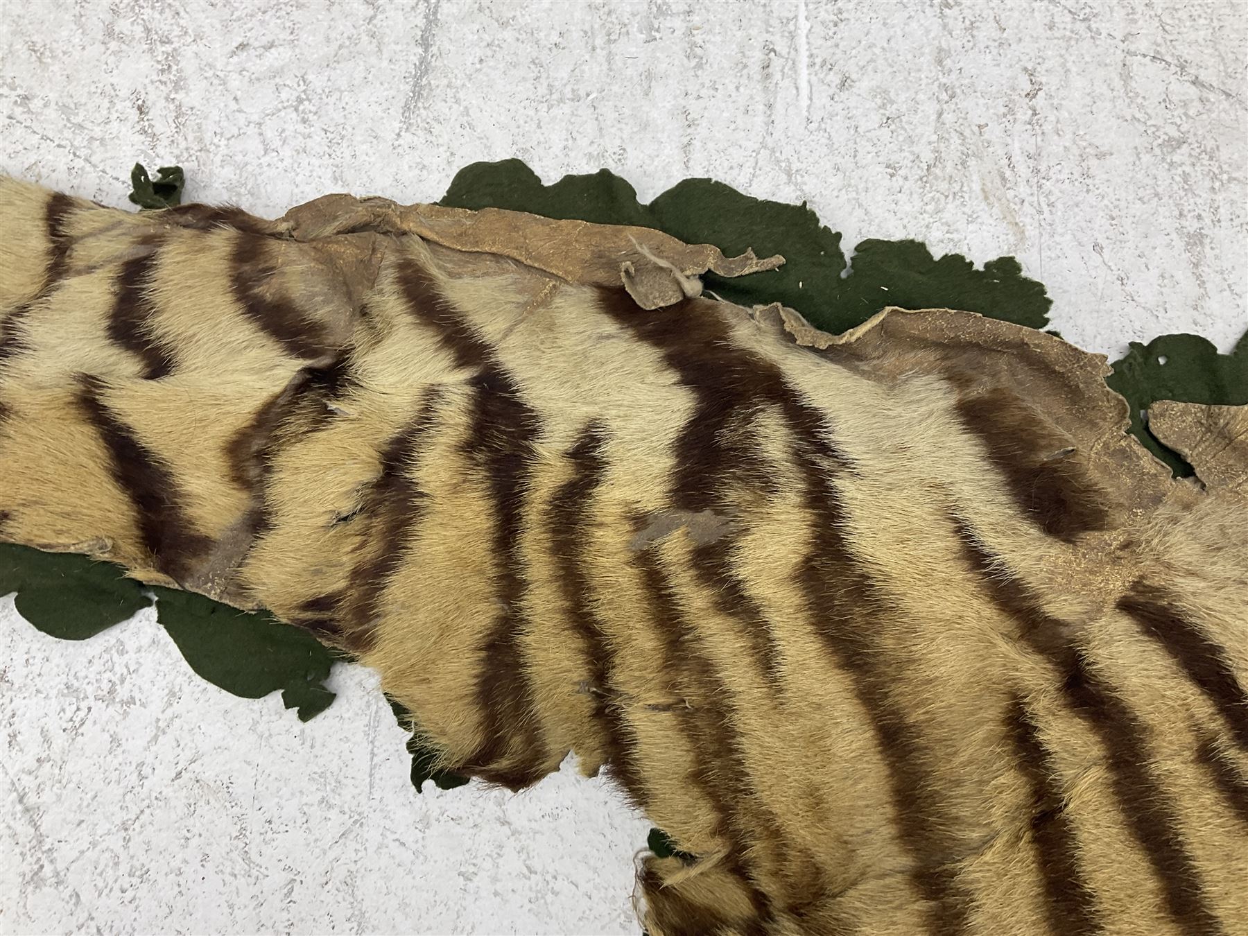Skins/Hides: Victorian Tiger skin rug (tigris tigris), with green backing with scalloped edges,  L188cm  