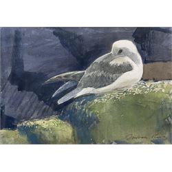 Darren Rees (British 1961-): Seagull, watercolour signed 13cm x 19cm 
Notes: Rees studied Mathematics at Southampton University, teaching the subject for a short time before pursuing painting full-time. His work has attracted many awards including the Natural World and RSPB Fine Art Awards, winning the Swarovski/Birdwatch and BBC Wildlife Artist of the Year competitions, and more recently he was crowned David Shepherd Wildlife Foundation Artist of the Year 2021. His first solo book Bird Impressions was runner up in the Natural History Book of the Year. Most recently, Darren was appointed Artist in Residence by Friends of the Scott Polar Research Institute, traveling to Antarctica with the Royal Navy.