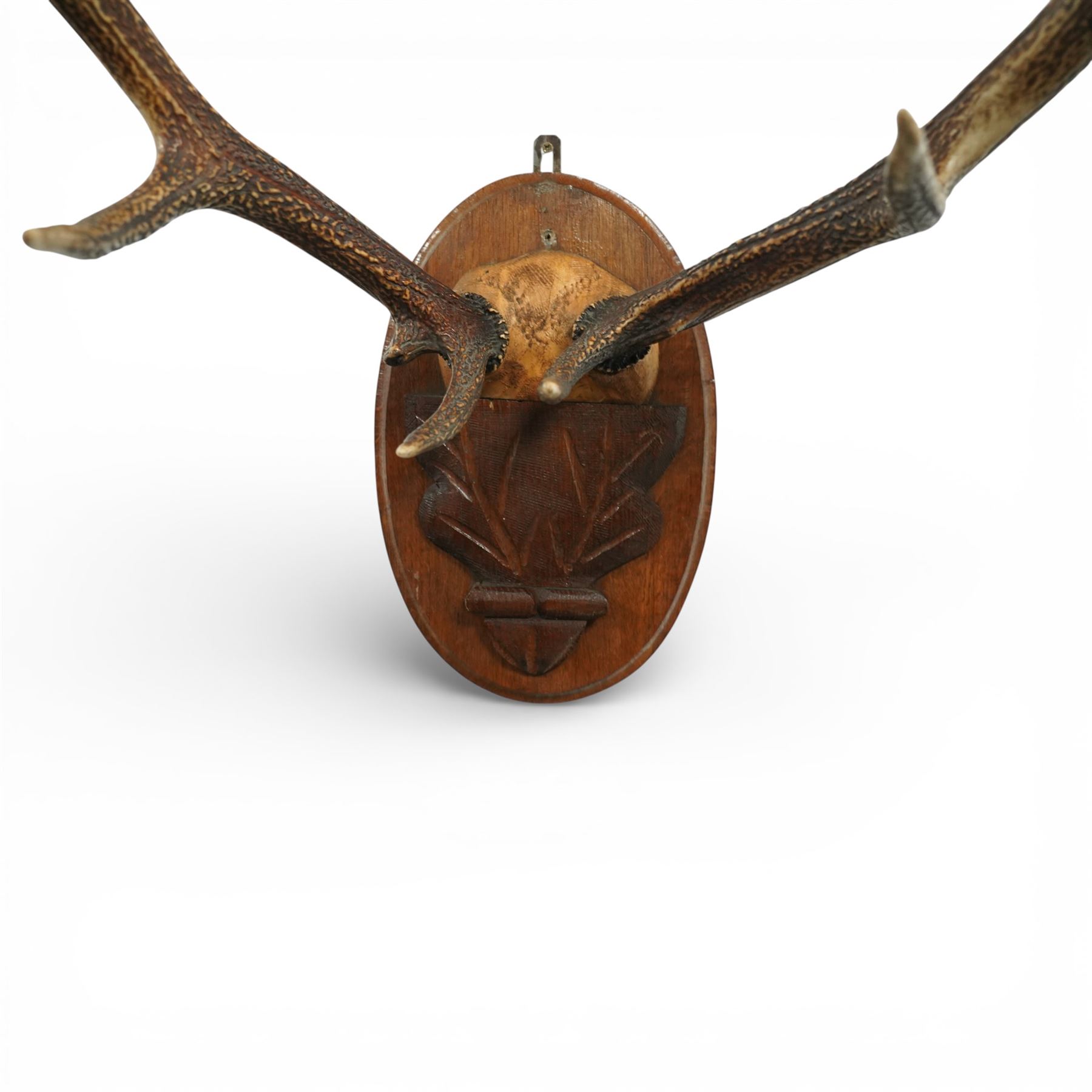 Antlers/Horns - Eight point antlers with partial skull on carved wooden plaque, W49cm and another set of eleven point antlers on carved wooden plaque, W47cm (2)