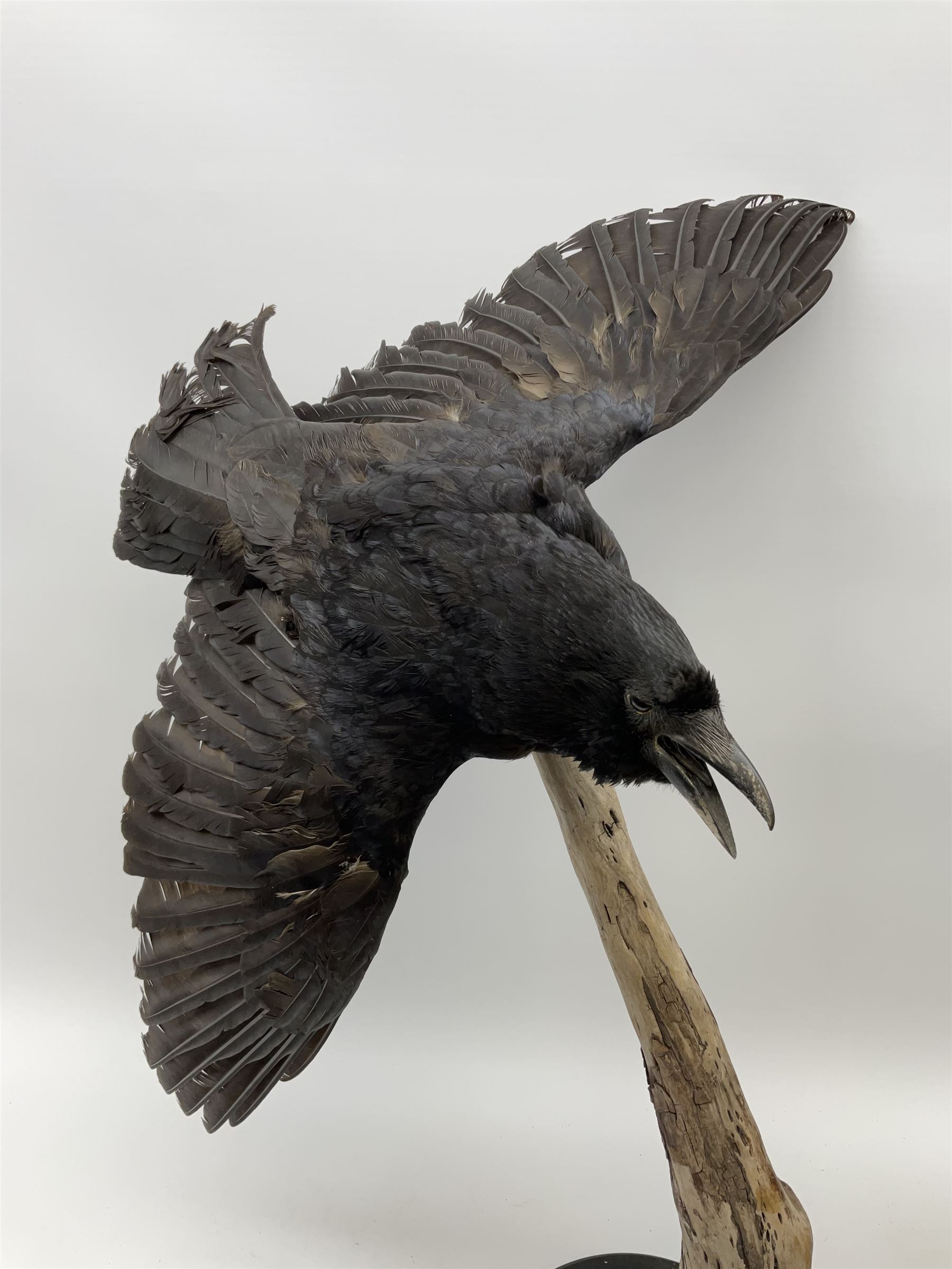 Taxidermy: Carrion crows (Corvus corone) modern, by award winning Taxidermist - Carl Church, Pickering, North Yorkshire, one specimen in flight, one perched on a tree, maximum H66.5.