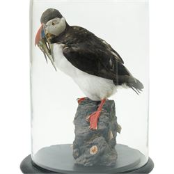 Taxidermy - Study of an Atlantic Puffin (Fratercula arctica) and catch, full adult mount stood upon rocks, in glass case, overall H43cm