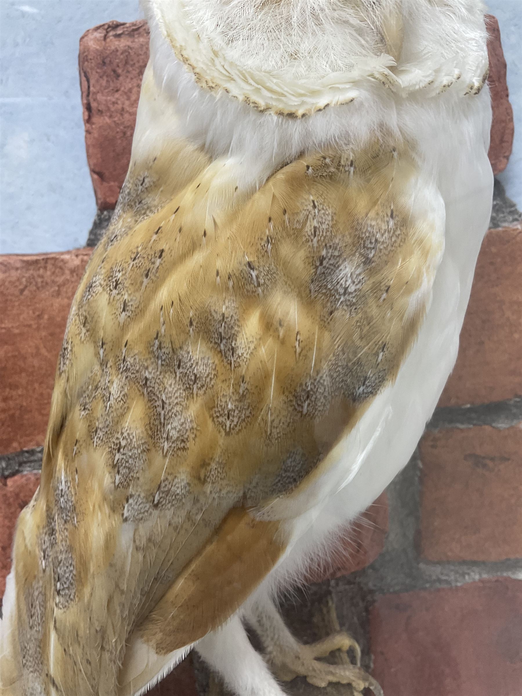 Taxidermy: Wall Mounted Barn Owl (Tito alba), dated 2001, by David Astley, Taxidermist, York, a high quality full mount adult male with head turning to the right, perched upon a short wooden beam, set against a faux brick back drop, width 50cm x height 55cm overall, bearing taxidermist's full paper trade label verso.
with Cites Article 10 (non transferable) licence no.24GBA102LOMN1 Cause of death RTA - 2001. This specimen would require a re-export licence to export from the UK, an import permit would be required into your chosen country, this is the responsibility of the buyer alone, David Duggleby Auctioneers and Valuers do not offer any onward re-export or import licences.