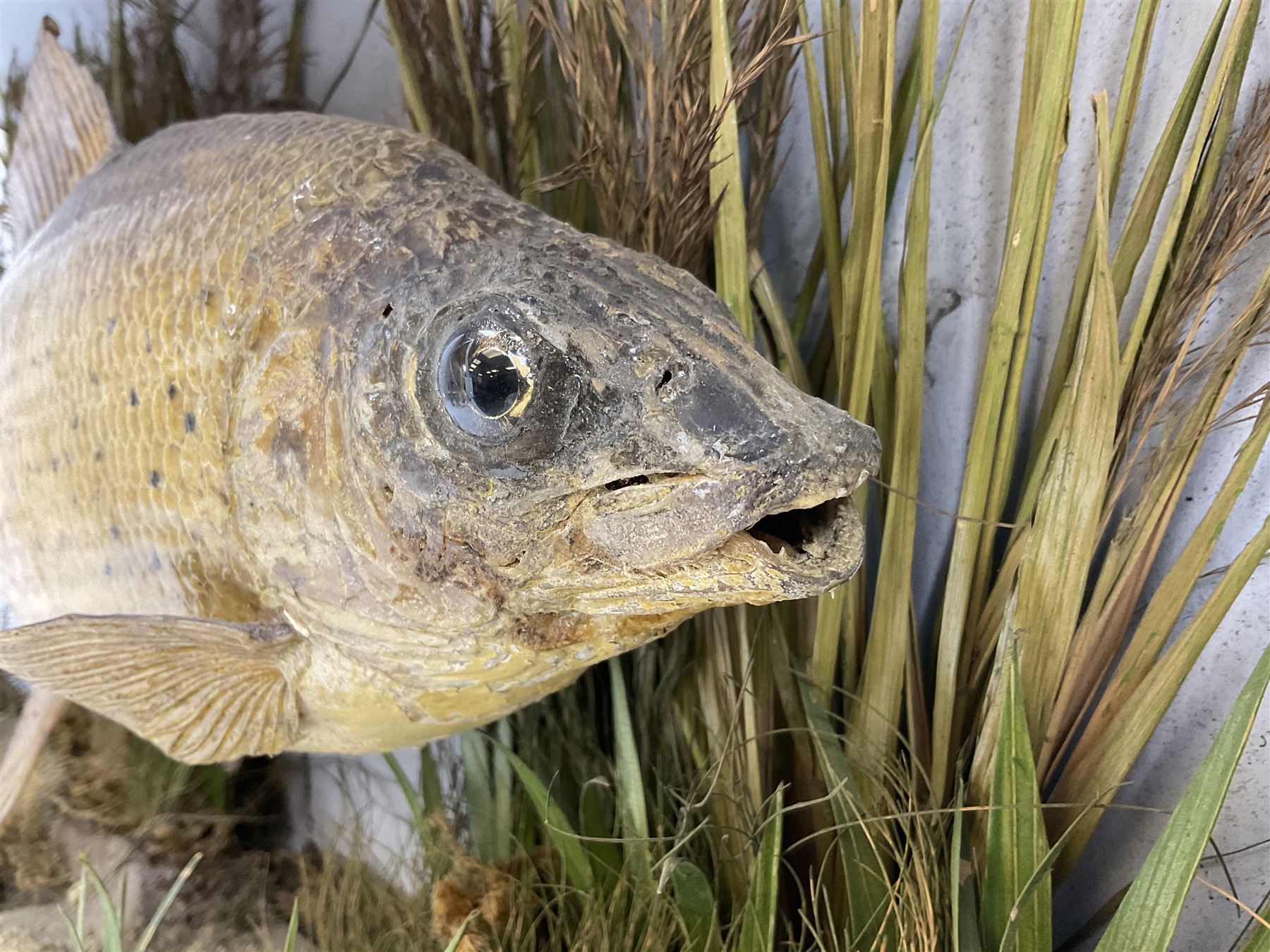 Taxidermy: Grayling (Thymallus thymallus), preserved by John Cooper & Sons, 28 Radnor Street, St Luke's, London, skin mount set above a pebbled river bed with reeds and grasses, set against blue painted back drop, with inscription 'Grayling caught by Rev R.S. Ricketts at Kirkham Bridge Sept 14th 1895, artificial fly - single hair' L57cm H29cm 