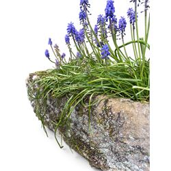 19th century weathered hewn stone planter of rectangular form, planted