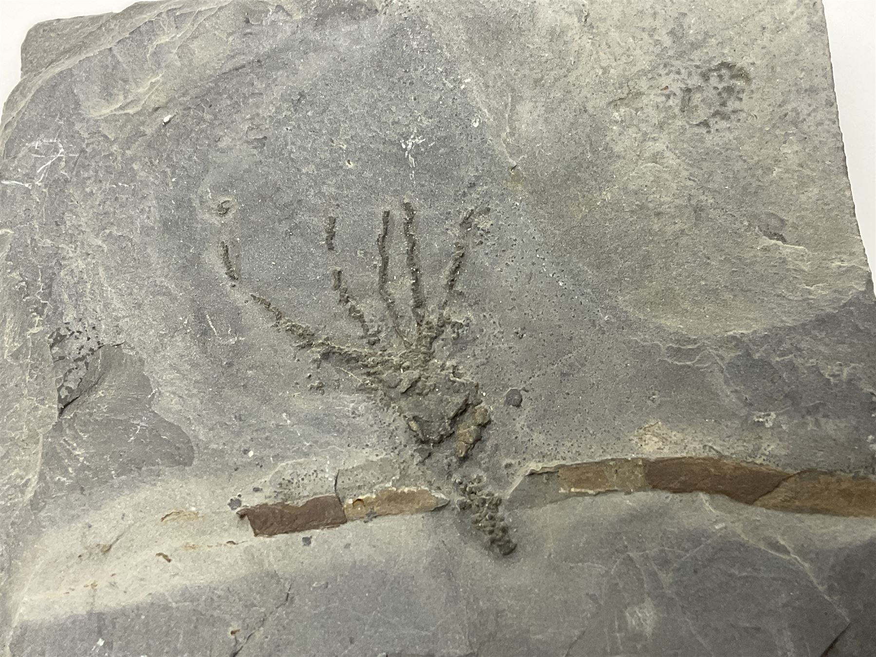 Two Crinoid slabs, age; Mississippian period, location; Gilmore City Formation, Iowa, largest slab H9cm, L10cm