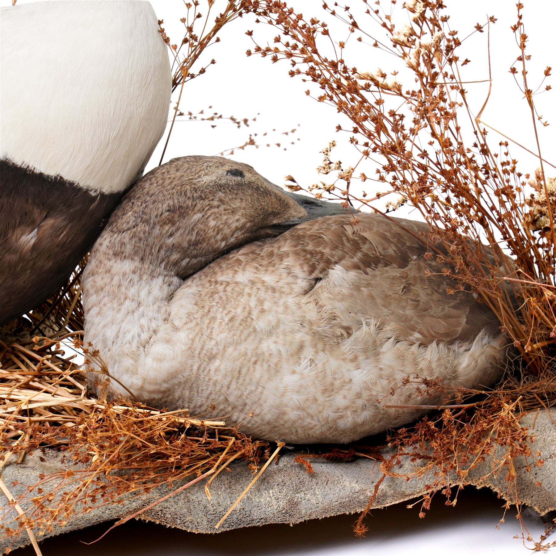 Taxidermy - Common Eider (Somateria Mollissima), full male and female adult mounts, together with two further ducks, mounted on naturalistic base, W90cm