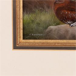 Carl Whitfield (British 1958-): Pair of Grouse in a Rocky Valley, oil on board signed 11cm x 16cm