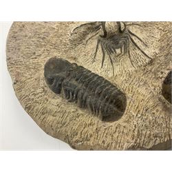 Montage group of trilobites in stone matrix, showing four Crotalocephalina gibba and one Dicranurus monstrosus to the centre, age; Devonian period, location; Morocco, D23cm 