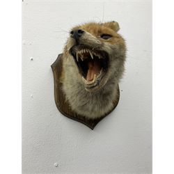 Taxidermy; Red fox mask (Vulpes vulpes), an adult head mount turning to the right with mouth agape bearing teeth, in defensive pose, with ears laid back, mounted upon a oak shield, H24cm 