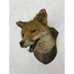 Taxidermy; Red fox mask (Vulpes vulpes), an adult head mount looking straight ahead, with mouth open bearing teeth, mounted upon a oak shield, H30cm 
