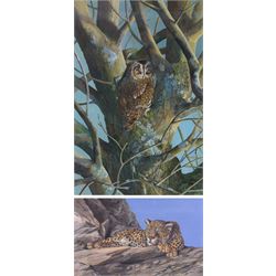 Elaine C Geall (British 1976-): 'African Leopard' and 'Patient Observer - Tawny Owl', acry...