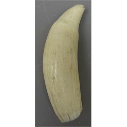  19th century Sperm Whale's tooth, L14cm  