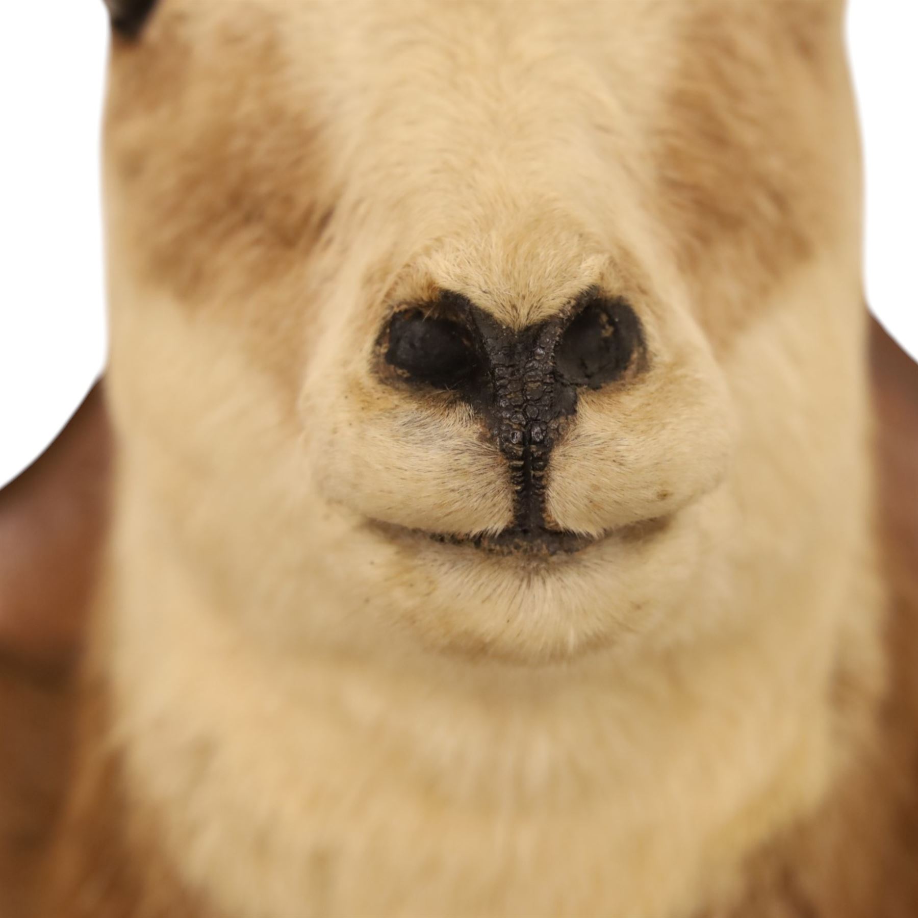 Taxidermy - Alpine Chamois (Rupicapra rupicapra), adult male shoulder mount with head facing front, mounted on wooden shield, H64cm
