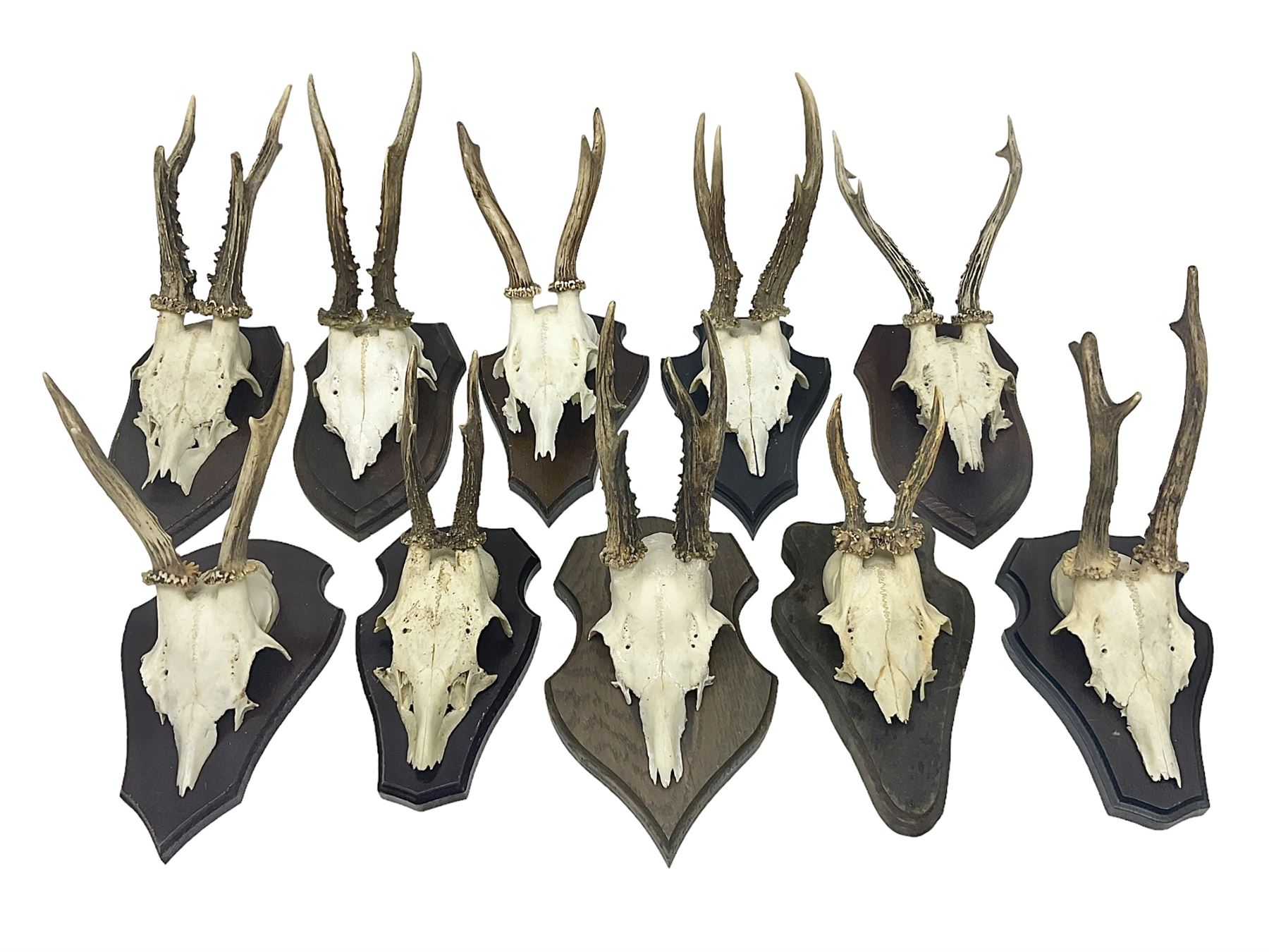 Antlers/Horns: Roe Deer (Capreolus capreolus) ten pairs of roe deer antlers mounted upon wooden shields, shield H20cm 