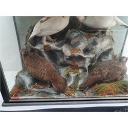 Taxidermy: Victorian cased display, four Grouse/Rock Ptarmigan, (Lagopus muta), in naturalistic setting upon rocky outcrop detailed with lichen and grasses, set against a pale blue painted backdrop, encased within an ebonised three pane display case, H52cm L73cm D29cm 