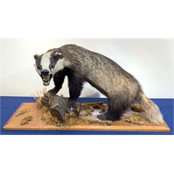 Taxidermy: 20th century European Badger (meles meles), full mount  bearing teeth on open display, upon a mahogany plinth detailed with tree branch and moss, plinth L88cm W30cm 